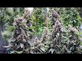 Cannabis harvest chemdawg by humbolt seed org