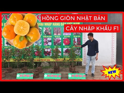 Video Hồng Giòn Nhật Bản [ Sỷ - Lẻ Toàn Quốc ] Đt/Zalo... - youtube