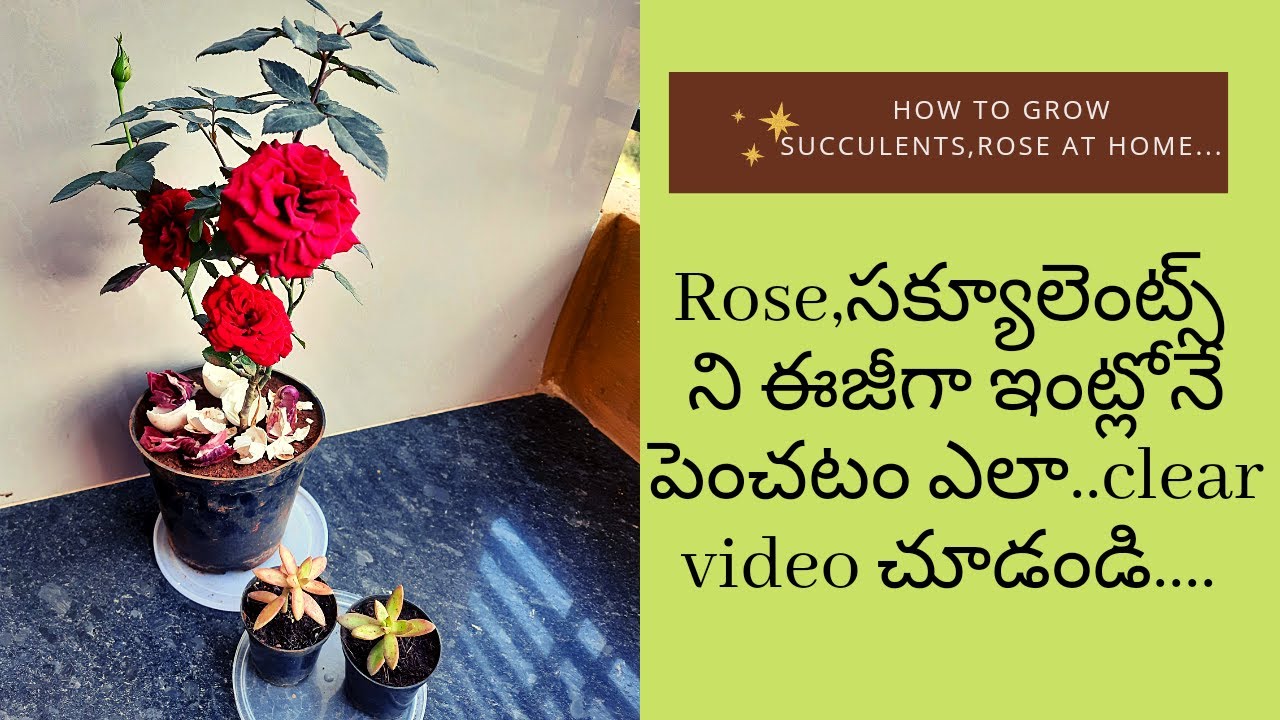 How to grow rose plant,succulents at home in pots easily/how to water