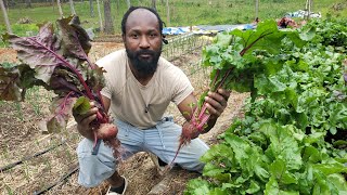 Let's  Plant Beets| Come Plant Beets With Us