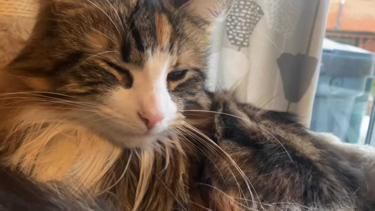 lovely-cat-chillin-over-the-weekend-smuki-and-gigi-cat-youtube