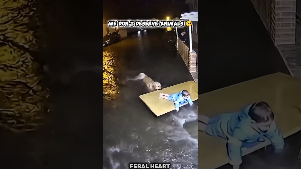 We don't deserve animals 🥺 | Heartwarming Pets Moments! #trend #pets #shorts #viralshorts