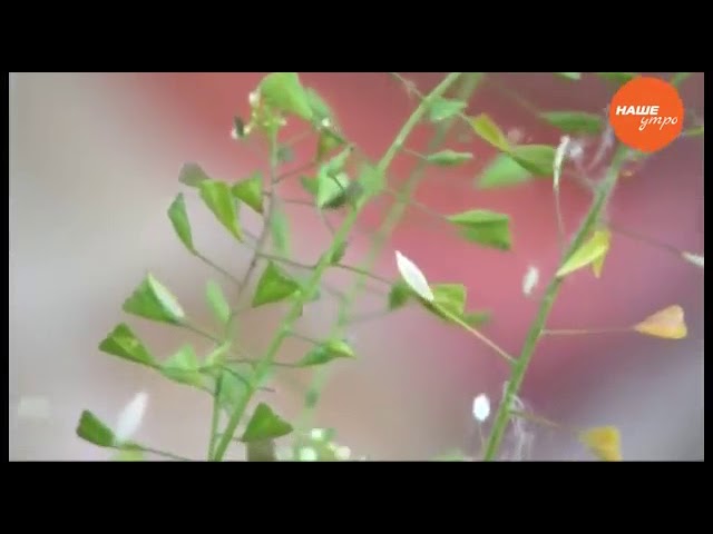 Полезная трава ярутка