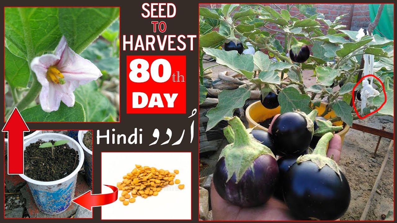 How To Grow Eggplant in Container at home,Grow Eggplant/Brinjal, Urdu