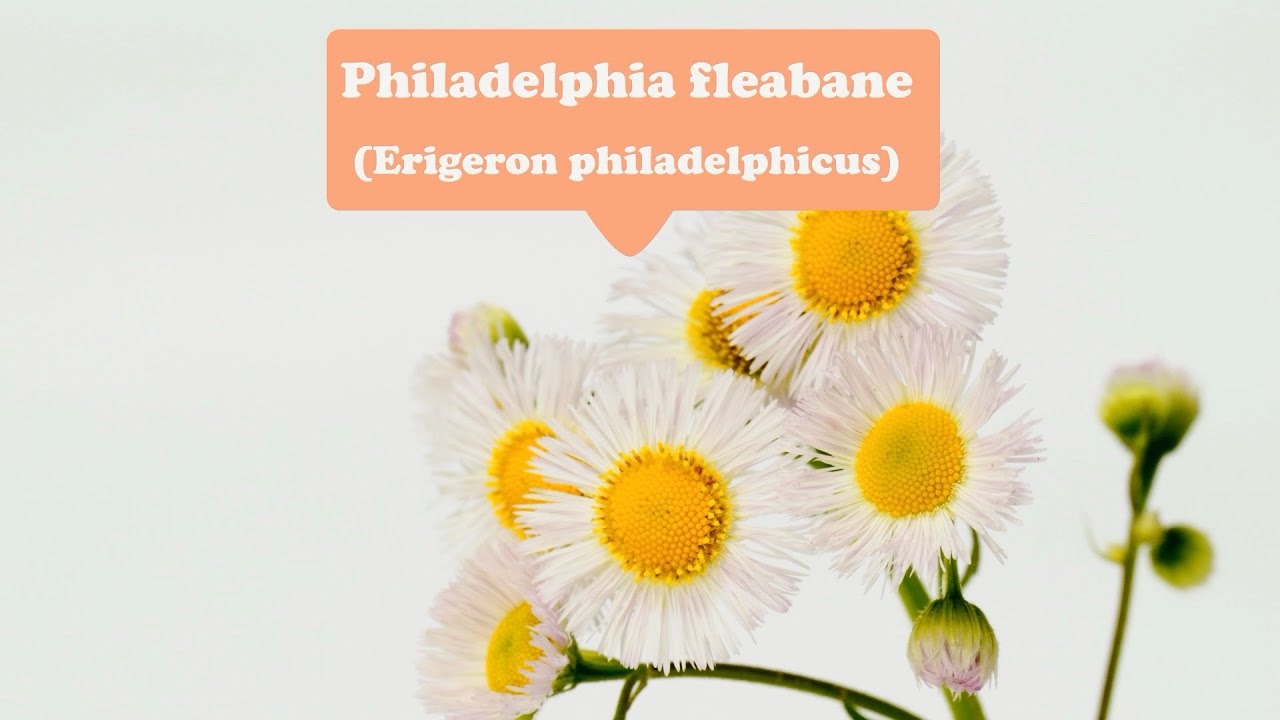 Purification, Protection, Chastity--Philadelphia fleabane