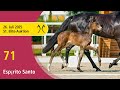 No. 71 Espírito Santo by Esperanto - Belantis I | 51st Elite Foal Auction - OnLive – July, 26th