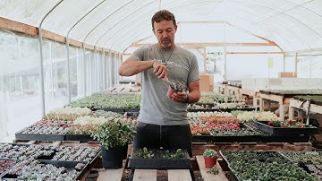 Cutting & Propagating Succulents