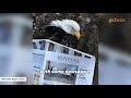 Woman helps injured bald eagle fly again