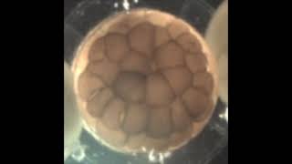 Early embryonic cell cleavages in the Xenopus laevis frog