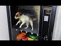 20 Strangest Vending Machines Around the World