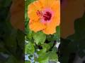 shaky shaky nature video#short video # #song #trending song #ytvideo @anuradha kumar 7327