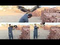 first day tawny eagle jumping // eagles attack // eagles hunting
