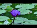 Stay Focused & Productive | Deep Concentration Music for Studying & Work 🎶