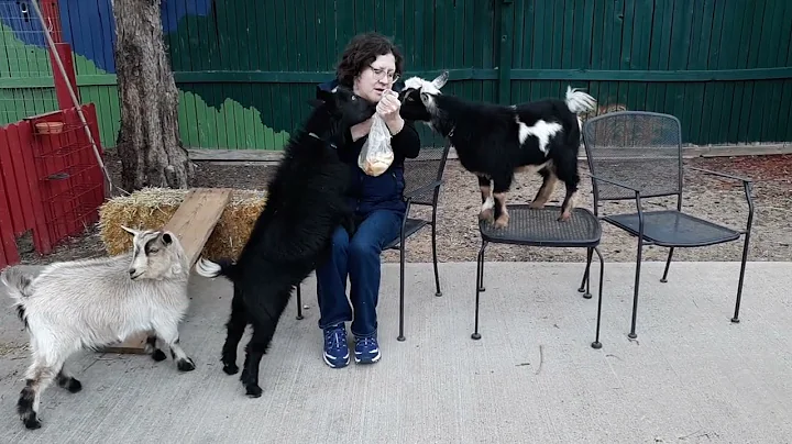 Do Nigerian dwarf goats eat apples?