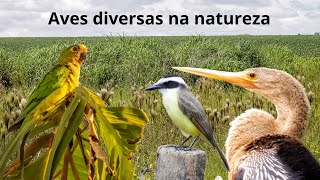 Aves diversas na natureza - pássaros na natureza