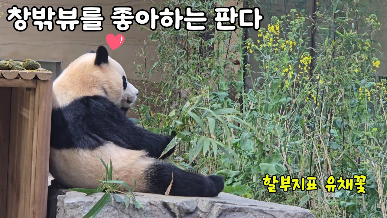 [ep.804]유채꽃보고 창밖뷰를 즐기는 낭만판다 아기곰 후이♡