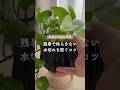 🍀残暑で枯らさない　水切れを防ぐコツ🍀【☘Life with Houseplant】2608-1#shorts