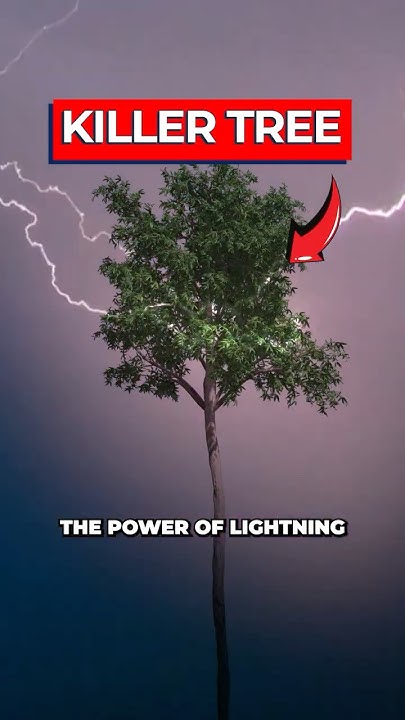 Scientists Discover Tree Using Lightning To Kill Its 'Enemies' - YouTube