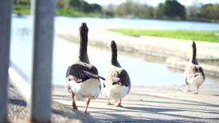 Natural Documentary video : Spring Season