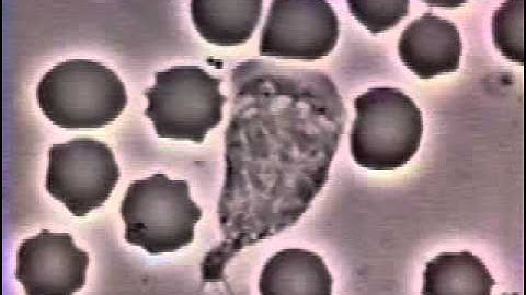 Crawling Neutrophil Chasing a Bacterium (Original Video)