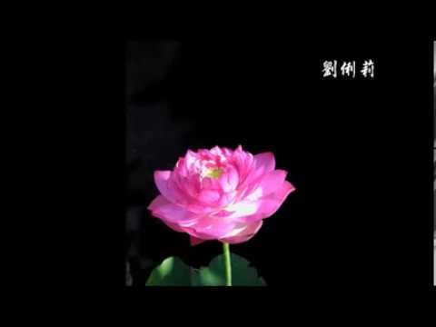 劉俐莉 一顆紅蛋