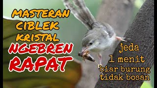 masteran ciblek kristal ngebren rapat jeda 1 menit.