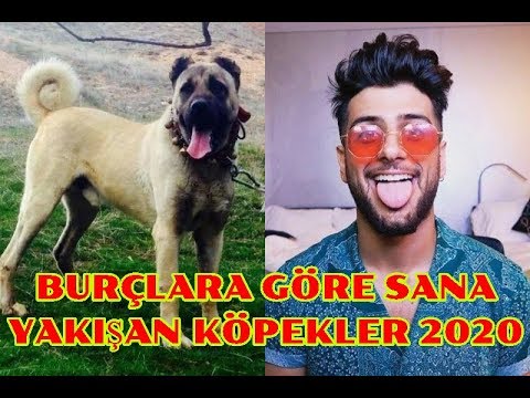 Burclara Gore Sana Yakisan Kopekler 2020 Burclarina Gore Sana En Uygun Kopek Secimleri Hangisi Testi Youtube