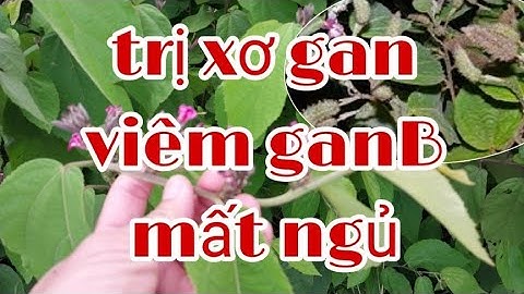 công dụng cây an xoa