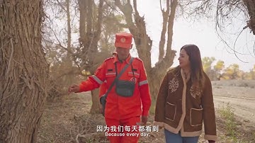 Autumn in Xinjiang turns the Populus euphratica forest golden.
