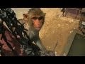 Dive-bombing macaques - Monkey Planet: Preview - BBC One