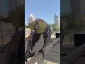 Fazendo graça!