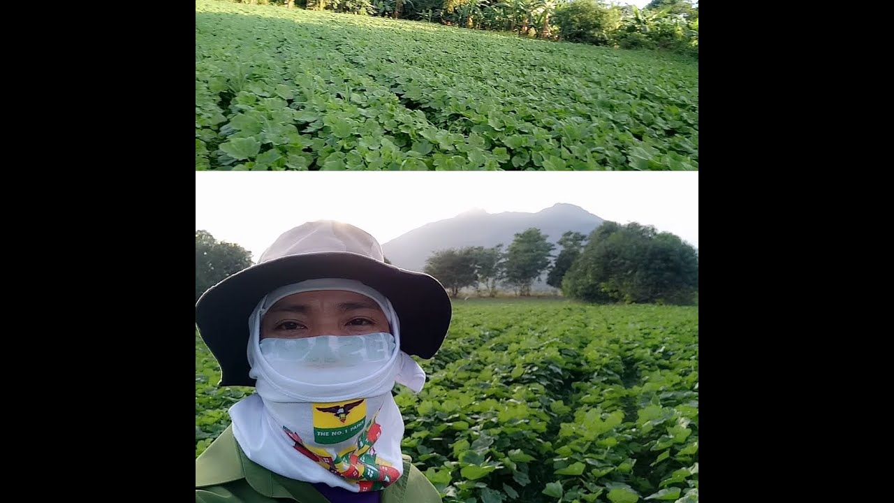 buhaybukid Update sa tanim nating okra + Anong sicreto bakit ang ganda