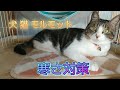 【冬の寒さ対策】犬猫モルモットの暖房器具の紹介