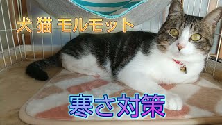 【冬の寒さ対策】犬猫モルモットの暖房器具の紹介