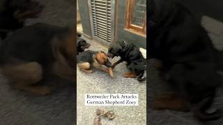 Rottweiler Bubzee Ne Kiya GSD Zoey Pe Khatarnaak Attack #shorts #rottweiler #dogs #youtubeshorts
