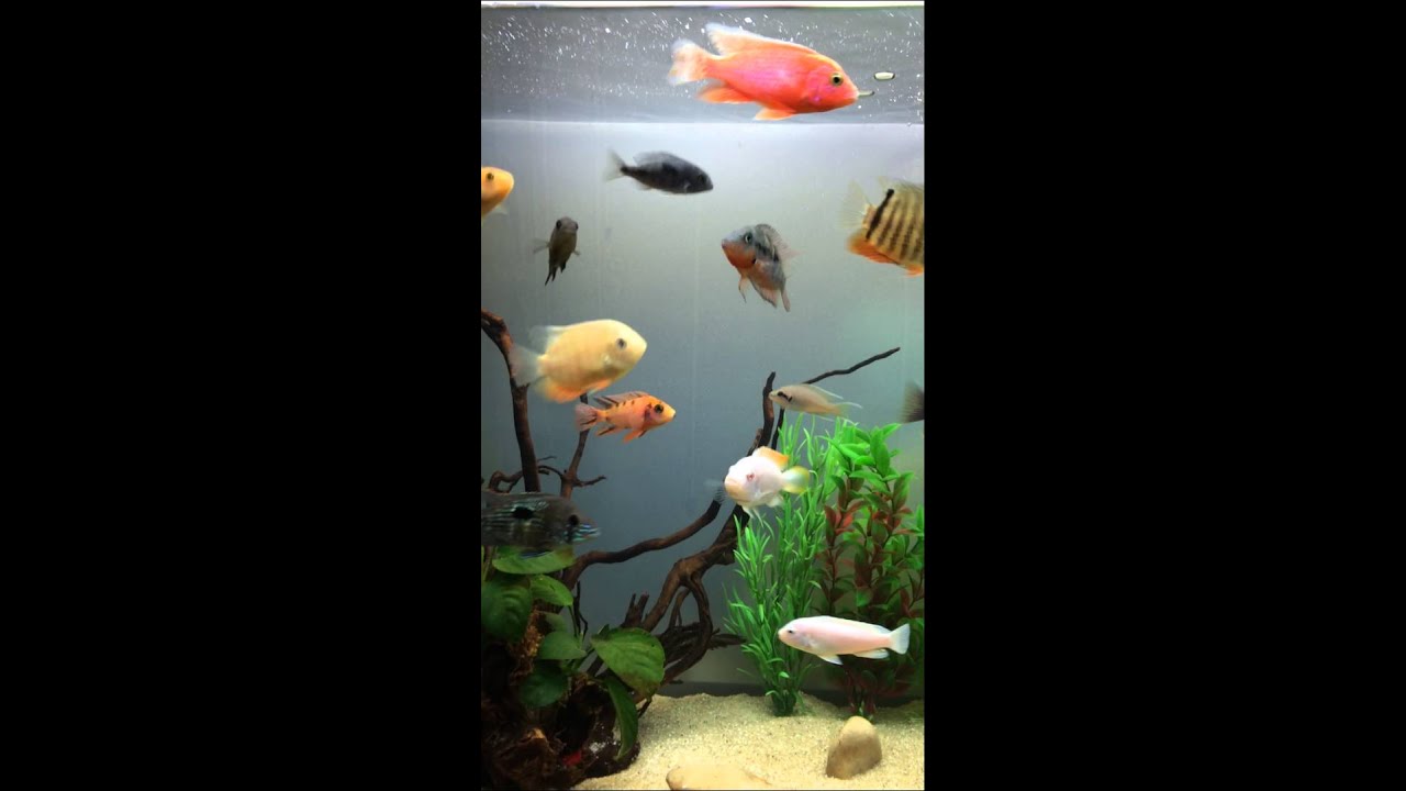 camera iphone 8 plus apk my mix aquarium