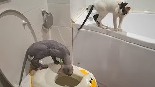 Cats vs Toilet by Cat Life 2,979 views 4 years ago 1 minute, 44 seconds