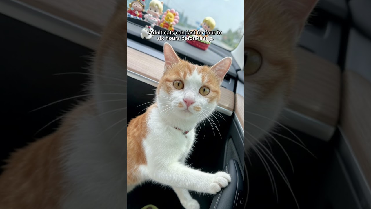 The Real Reason Cats Get Carsick and How to Prevent Stress Based Motion Issues 