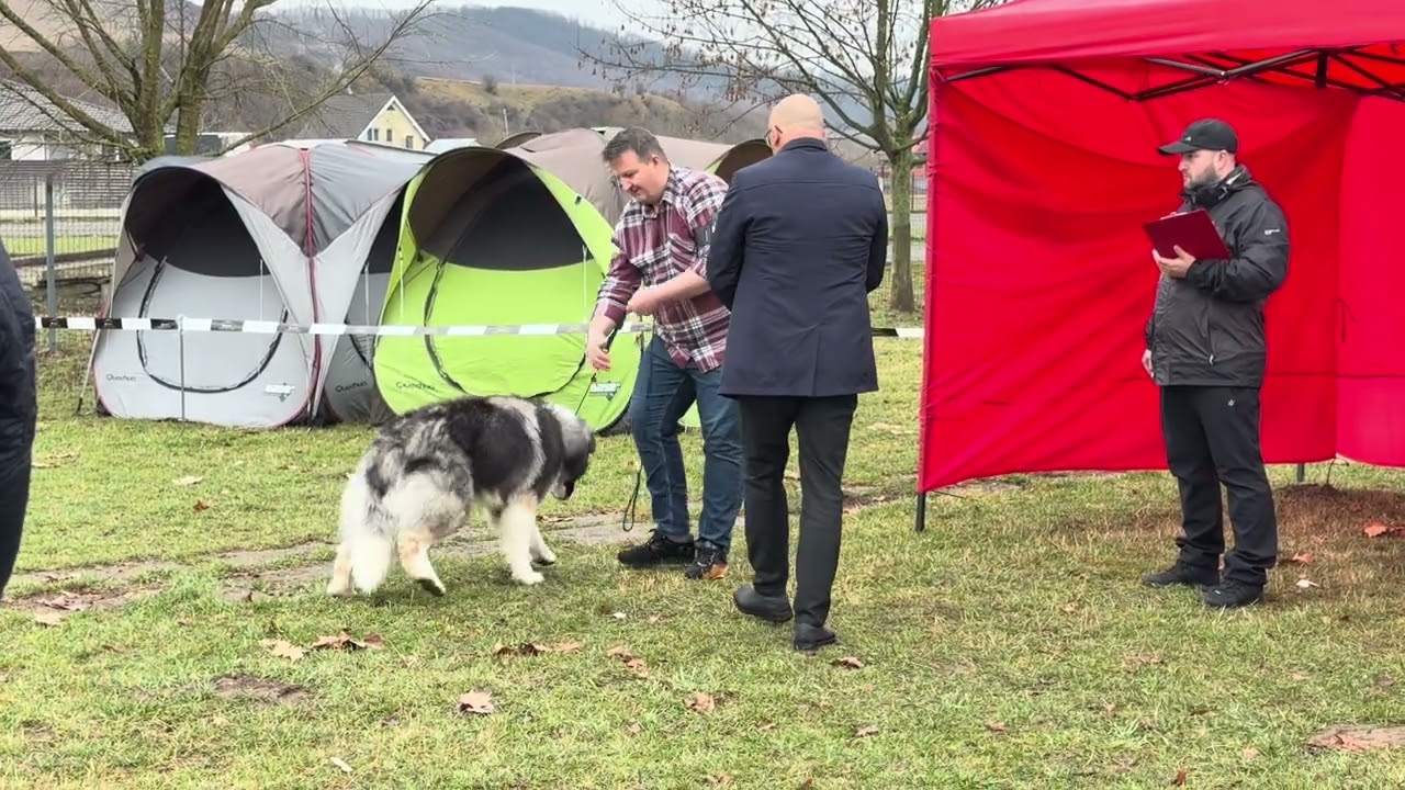 Ciobănesc Românesc Carpatin #foryou #dog #viral #puppy 