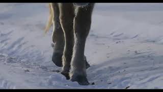 Якутская лошадь - Сахам ата (Ваня Трофимов)
