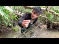 Bẩy Cá Trong Rừng Lâu Năm Trúng Bầy Cá Lóc || Snakehead fish Trap in the Jungle
