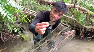 Chui Vô Rừng Tràm Bắt Cá Lóc Đen || Snakehead fish Trap in the Jungle