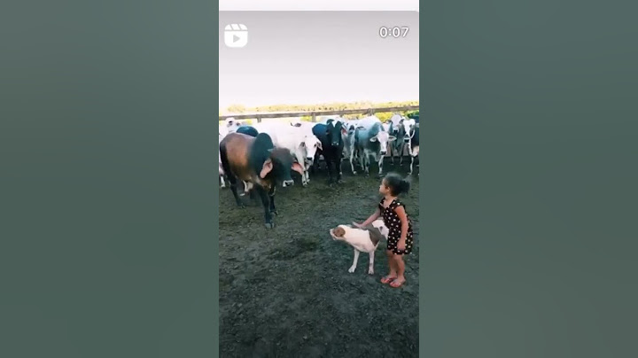 Pitbull protege criança de bois