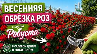 Обрезка роз Робуста после зимы: пошаговый мастер-класс за 9 минут!