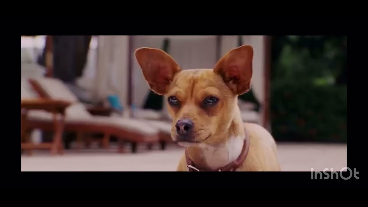 Beverly Hills chihuahua (2008) Papi & Chloe - YouTube