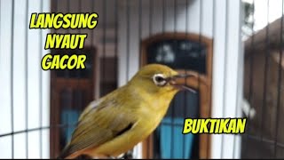 Suara pleci gacor nembak WIT wit Kulik kulik   suara ciblek betina pleci bahan langsung merespon