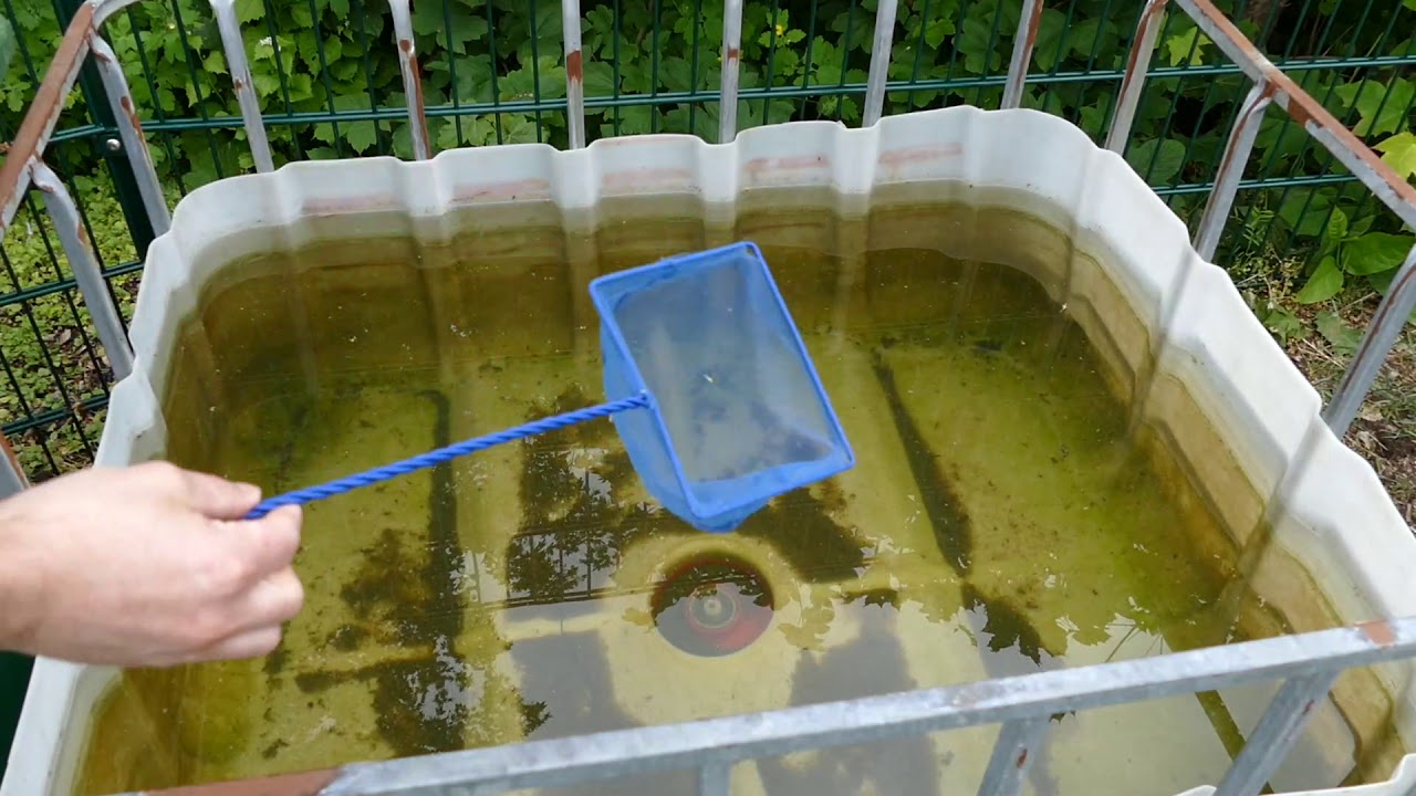 Wasserflöhe selbst züchten /TAX