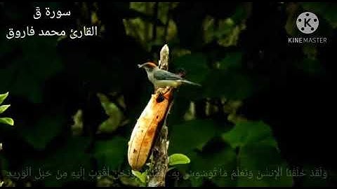 سورة (ق) للقاريء محمد فاروق