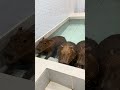 Leaving the bath? Yeah… let’s not do that. 😂#capybara #capybaracafe #animalcafe #tokyo #水豚