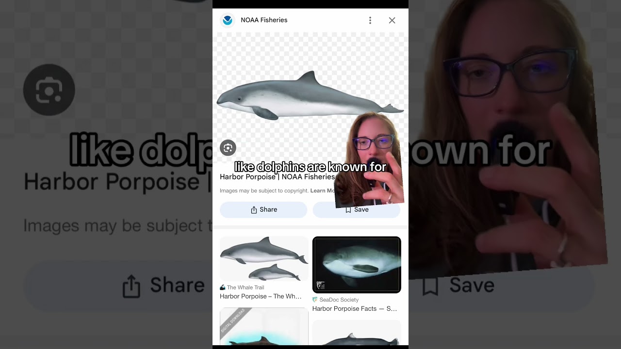 Porpoises VS Dolphins! What's the Difference? 